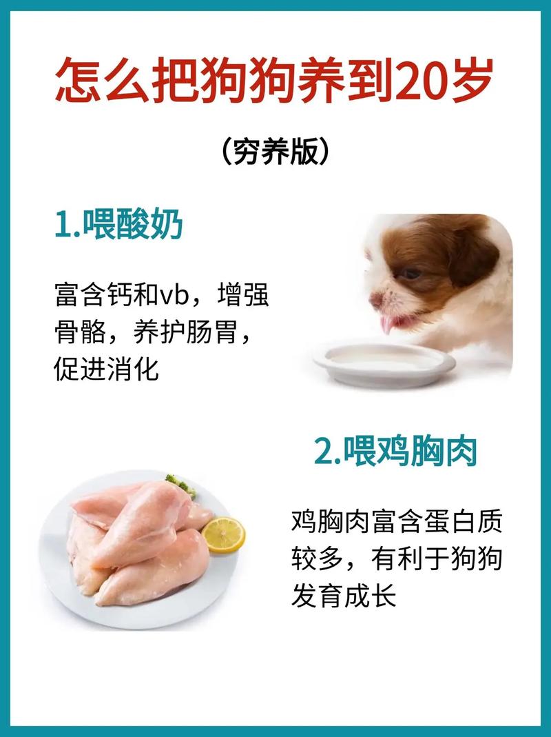 如何让狗狗吃狗粮,如何让狗狗吃狗粮多一点-第3张图片-后鲨宠物 如何让狗狗吃狗粮,如何让狗狗吃狗粮多一点-第3张图片-后鲨宠物