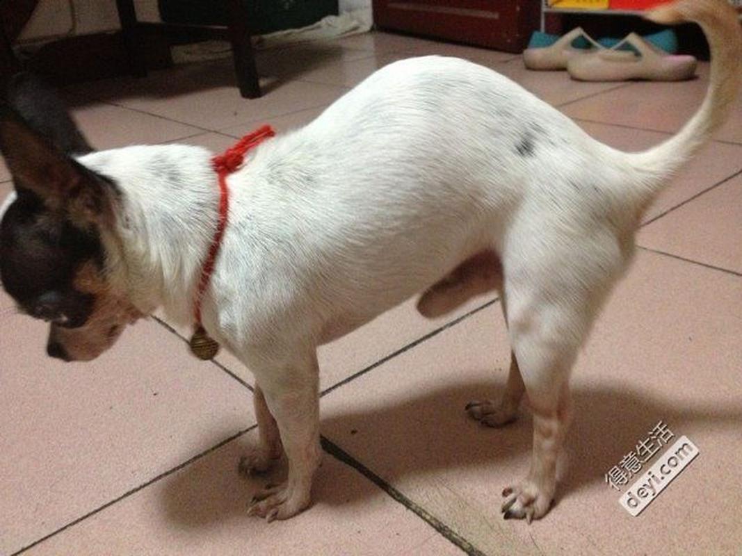 狗狗弓着身子怎么回事,狗狗弓着身子走来走去-第1张图片-后鲨宠物 狗狗弓着身子怎么回事,狗狗弓着身子走来走去-第1张图片-后鲨宠物