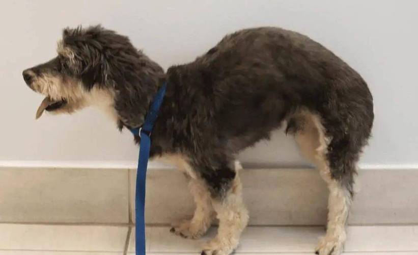 狗狗弓着身子怎么回事,狗狗弓着身子走来走去-第3张图片-后鲨宠物 狗狗弓着身子怎么回事,狗狗弓着身子走来走去-第3张图片-后鲨宠物