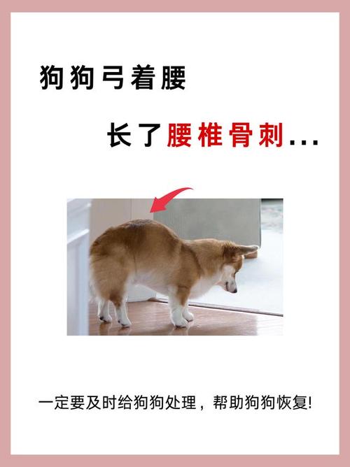 狗狗弓着身子怎么回事,狗狗弓着身子走来走去-第5张图片-后鲨宠物 狗狗弓着身子怎么回事,狗狗弓着身子走来走去-第5张图片-后鲨宠物