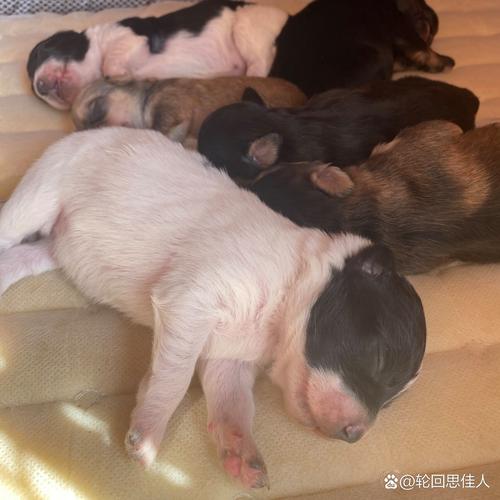 狗狗分娩当天的表现_狗狗分娩当天的表现症状-第2张图片-后鲨宠物 狗狗分娩当天的表现_狗狗分娩当天的表现症状-第2张图片-后鲨宠物