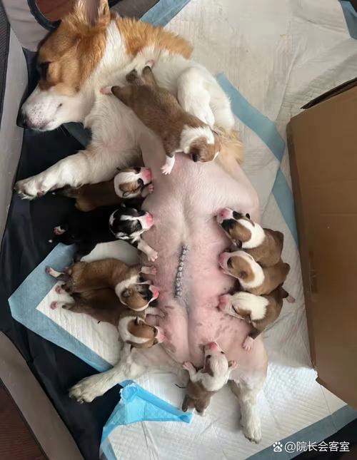 狗狗分娩当天的表现_狗狗分娩当天的表现症状-第1张图片-后鲨宠物 狗狗分娩当天的表现_狗狗分娩当天的表现症状-第1张图片-后鲨宠物