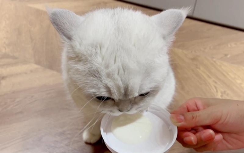 猫咪能喝酸奶吗,猫咪能喝酸奶吗什么牌子的?-第5张图片-后鲨宠物 猫咪能喝酸奶吗,猫咪能喝酸奶吗什么牌子的?-第5张图片-后鲨宠物