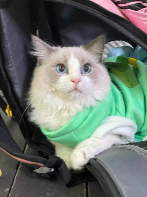 猫咪冬天要穿衣服吗,猫冬天需要穿衣服吗??-第1张图片-后鲨宠物 猫咪冬天要穿衣服吗,猫冬天需要穿衣服吗??-第1张图片-后鲨宠物