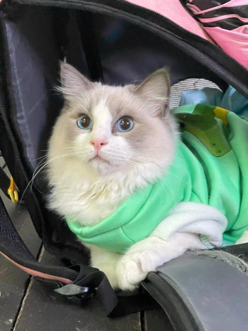 猫咪冬天要穿衣服吗,猫冬天需要穿衣服吗??-第2张图片-后鲨宠物 猫咪冬天要穿衣服吗,猫冬天需要穿衣服吗??-第2张图片-后鲨宠物