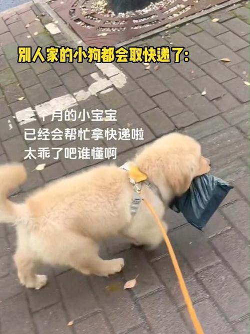 快递狗狗多少钱一次,快递一只狗需要多少钱?-第2张图片-后鲨宠物 快递狗狗多少钱一次,快递一只狗需要多少钱?-第2张图片-后鲨宠物