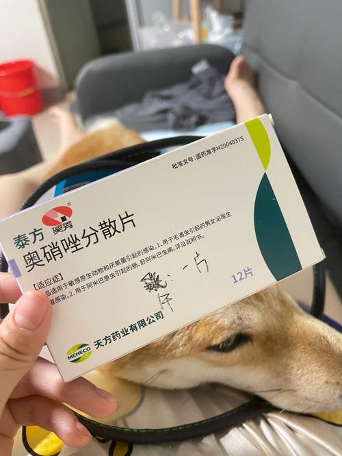 狗狗吃阿莫西林吃多少,狗狗吃阿莫西林吃多少量会死-第1张图片-后鲨宠物 狗狗吃阿莫西林吃多少,狗狗吃阿莫西林吃多少量会死-第1张图片-后鲨宠物