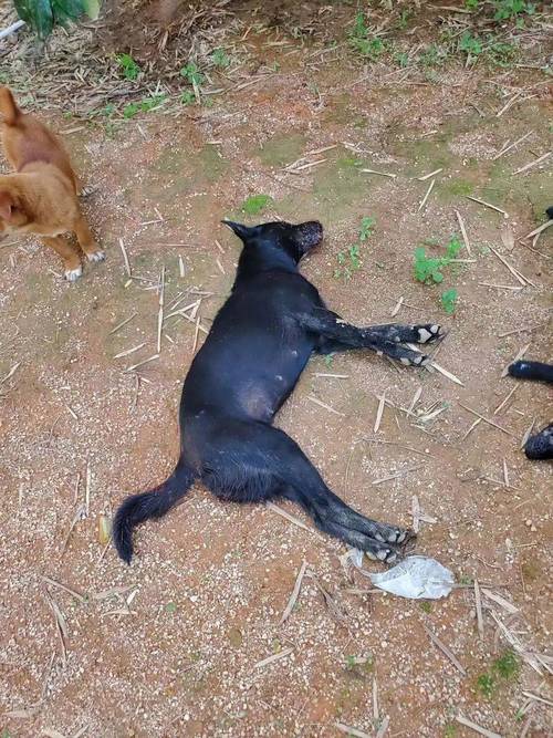 搬家对狗狗的影响,搬家对狗狗的影响有哪些-第2张图片-后鲨宠物 搬家对狗狗的影响,搬家对狗狗的影响有哪些-第2张图片-后鲨宠物