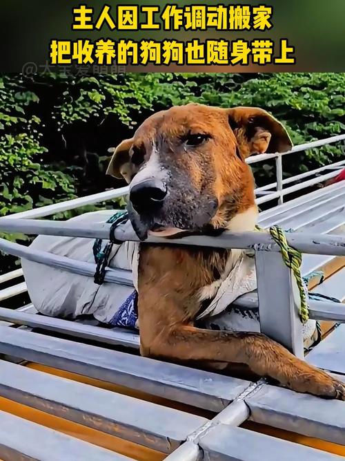 搬家对狗狗的影响,搬家对狗狗的影响有哪些-第1张图片-后鲨宠物 搬家对狗狗的影响,搬家对狗狗的影响有哪些-第1张图片-后鲨宠物