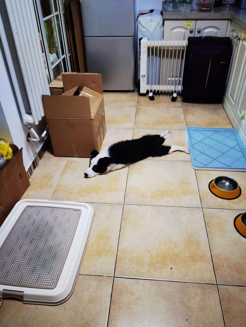 搬家对狗狗的影响,搬家对狗狗的影响有哪些-第6张图片-后鲨宠物 搬家对狗狗的影响,搬家对狗狗的影响有哪些-第6张图片-后鲨宠物