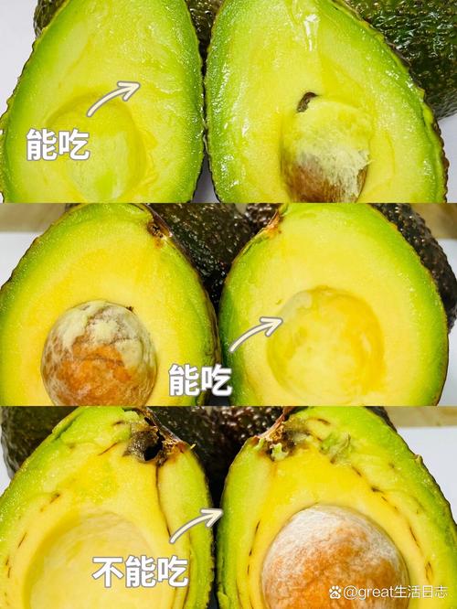 狗狗可以吃牛油果吗_小狗狗可以吃牛油果吗-第5张图片-后鲨宠物 狗狗可以吃牛油果吗_小狗狗可以吃牛油果吗-第5张图片-后鲨宠物