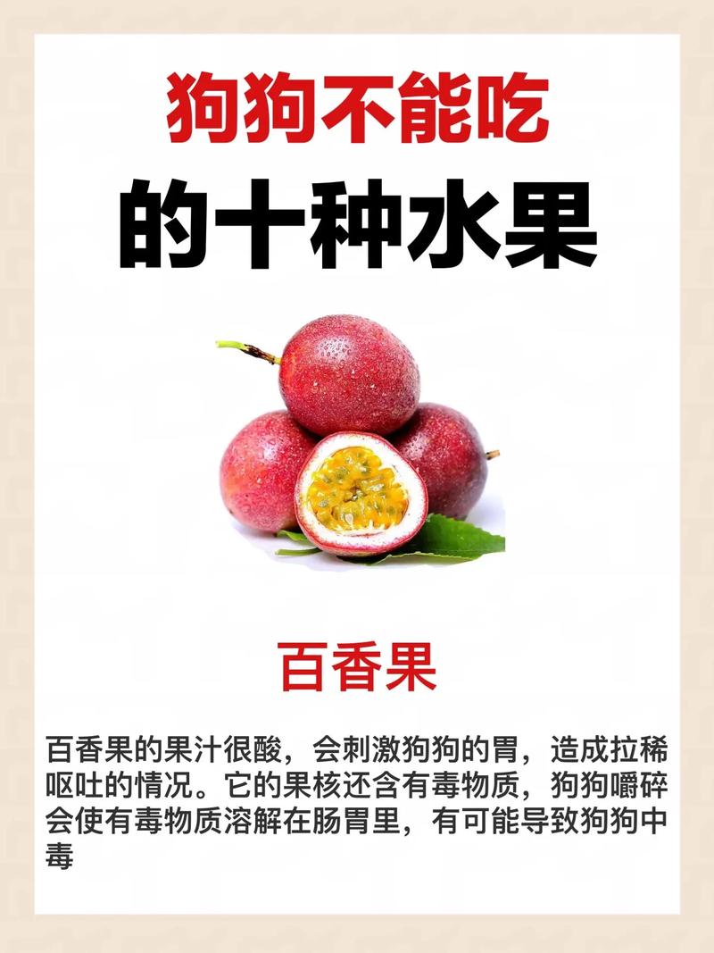 狗狗可以吃牛油果吗_小狗狗可以吃牛油果吗-第6张图片-后鲨宠物 狗狗可以吃牛油果吗_小狗狗可以吃牛油果吗-第6张图片-后鲨宠物