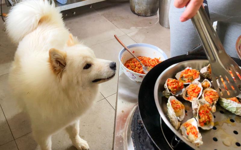 狗狗可以吃生蚝吗,狗子能吃生蚝么?-第2张图片-后鲨宠物 狗狗可以吃生蚝吗,狗子能吃生蚝么?-第2张图片-后鲨宠物