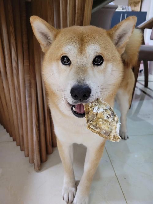 狗狗可以吃生蚝吗,狗子能吃生蚝么?-第4张图片-后鲨宠物 狗狗可以吃生蚝吗,狗子能吃生蚝么?-第4张图片-后鲨宠物