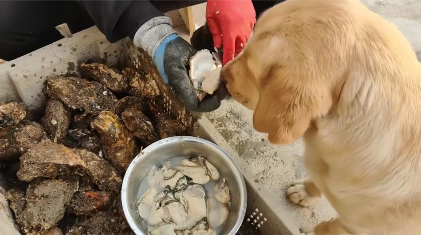 狗狗可以吃生蚝吗,狗子能吃生蚝么?-第5张图片-后鲨宠物 狗狗可以吃生蚝吗,狗子能吃生蚝么?-第5张图片-后鲨宠物