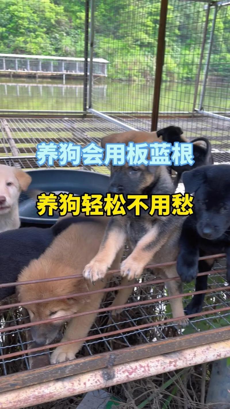 狗狗可以吃板蓝根吗_狗狗可以吃板蓝根颗粒吗-第3张图片-后鲨宠物 狗狗可以吃板蓝根吗_狗狗可以吃板蓝根颗粒吗-第3张图片-后鲨宠物