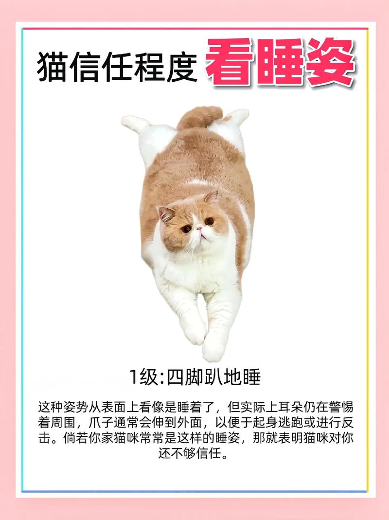 猫咪的睡觉姿势,猫咪的睡觉姿势图-第4张图片-后鲨宠物 猫咪的睡觉姿势,猫咪的睡觉姿势图-第4张图片-后鲨宠物