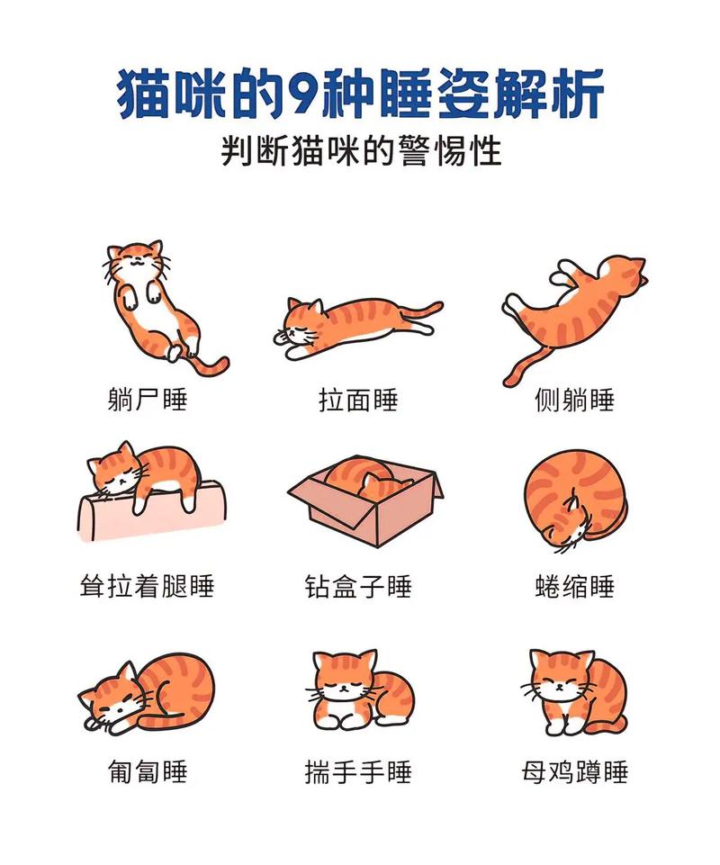 猫咪的睡觉姿势,猫咪的睡觉姿势图-第5张图片-后鲨宠物 猫咪的睡觉姿势,猫咪的睡觉姿势图-第5张图片-后鲨宠物