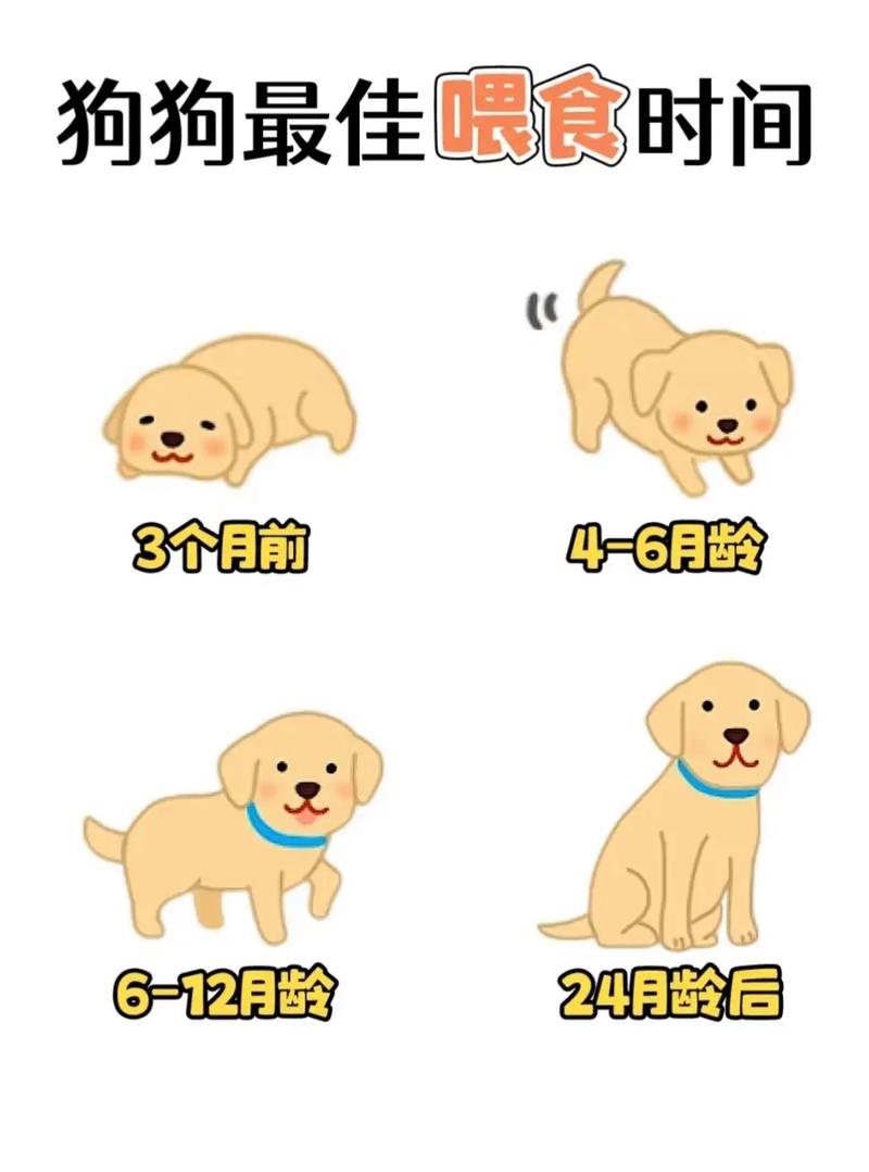 狗狗吃狗粮好还是吃饭好_狗一天喂一次的好处-第2张图片-后鲨宠物 狗狗吃狗粮好还是吃饭好_狗一天喂一次的好处-第2张图片-后鲨宠物