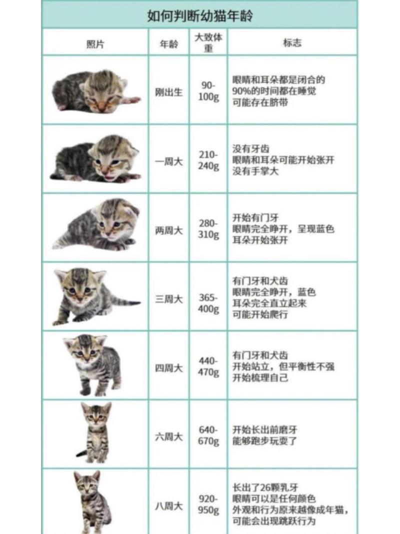 猫咪尴尬期是几个月,猫尴尬期持续多久?-第4张图片-后鲨宠物 猫咪尴尬期是几个月,猫尴尬期持续多久?-第4张图片-后鲨宠物