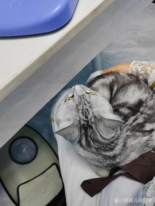 猫咪肚子有水声_猫咪肚子有水声咕噜咕噜的正常吗-第1张图片-后鲨宠物 猫咪肚子有水声_猫咪肚子有水声咕噜咕噜的正常吗-第1张图片-后鲨宠物