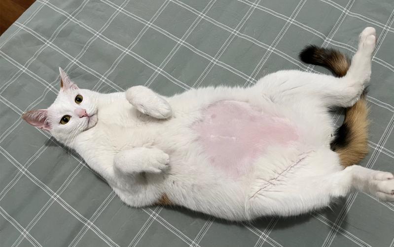 猫咪肚子有水声_猫咪肚子有水声咕噜咕噜的正常吗-第5张图片-后鲨宠物 猫咪肚子有水声_猫咪肚子有水声咕噜咕噜的正常吗-第5张图片-后鲨宠物