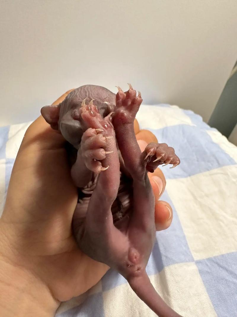  猫咪多大可以生宝宝，猫咪多大可以生宝宝了-第5张图片-后鲨宠物