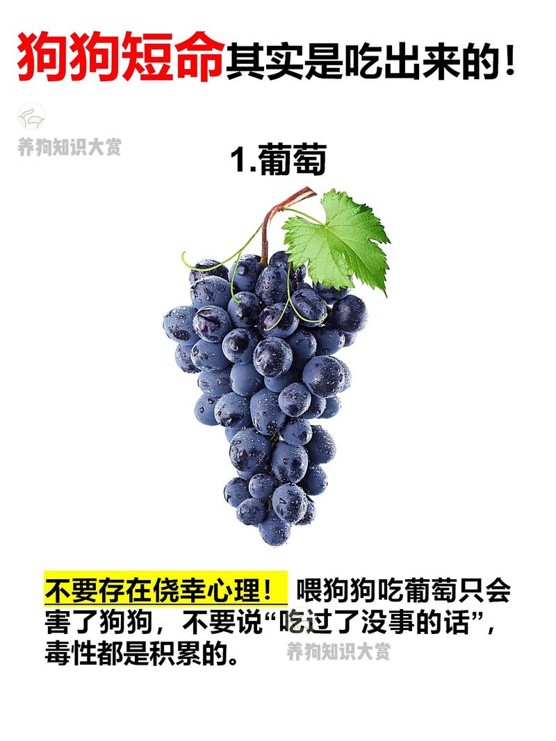 狗狗吃葡萄糖有啥用,狗吃葡萄糖维持多久-第5张图片-后鲨宠物 狗狗吃葡萄糖有啥用,狗吃葡萄糖维持多久-第5张图片-后鲨宠物