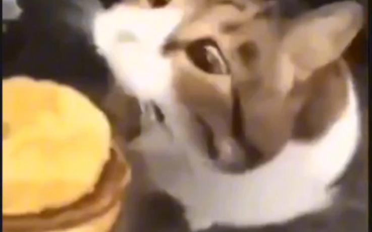 猫咪可以吃芝士吗,猫可以吃芝士吗 需要加热吗?-第2张图片-后鲨宠物 猫咪可以吃芝士吗,猫可以吃芝士吗 需要加热吗?-第2张图片-后鲨宠物