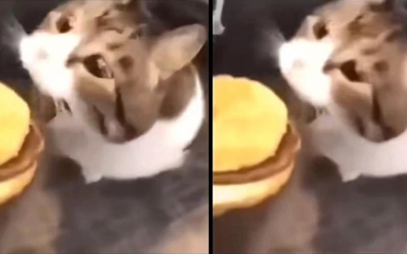 猫咪可以吃芝士吗,猫可以吃芝士吗 需要加热吗?-第3张图片-后鲨宠物 猫咪可以吃芝士吗,猫可以吃芝士吗 需要加热吗?-第3张图片-后鲨宠物