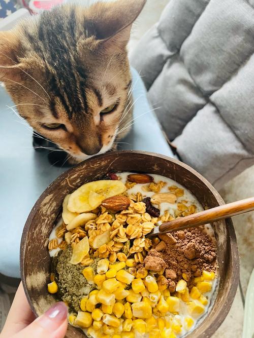 猫咪可以吃芝士吗,猫可以吃芝士吗 需要加热吗?-第4张图片-后鲨宠物 猫咪可以吃芝士吗,猫可以吃芝士吗 需要加热吗?-第4张图片-后鲨宠物