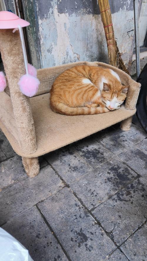 猫咪喜欢什么样的窝,猫咪喜欢什么样的窝 新手养猫注意的问题-第1张图片-后鲨宠物 猫咪喜欢什么样的窝,猫咪喜欢什么样的窝 新手养猫注意的问题-第1张图片-后鲨宠物