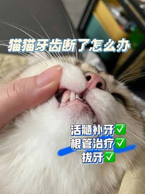 猫咪拔牙要多少钱,猫咪拔牙要多少钱一颗-第2张图片-后鲨宠物 猫咪拔牙要多少钱,猫咪拔牙要多少钱一颗-第2张图片-后鲨宠物