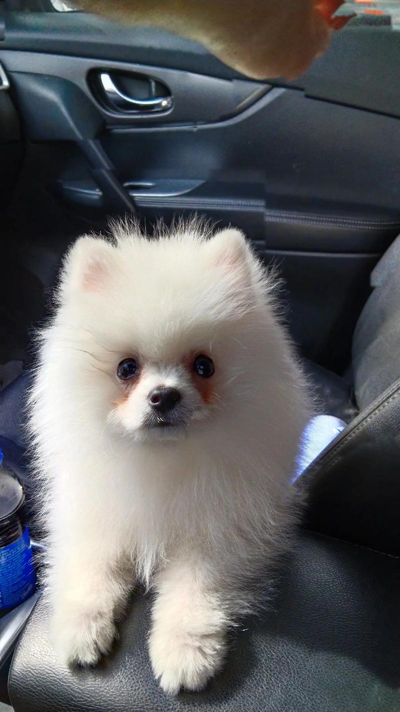 狗狗多大不长个子,狗狗几岁不长个?-第2张图片-后鲨宠物 狗狗多大不长个子,狗狗几岁不长个?-第2张图片-后鲨宠物