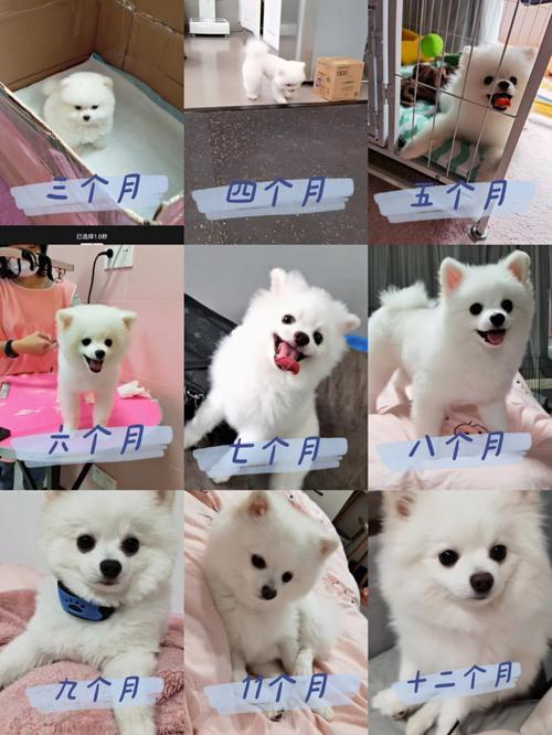 狗狗多大不长个子,狗狗几岁不长个?-第4张图片-后鲨宠物 狗狗多大不长个子,狗狗几岁不长个?-第4张图片-后鲨宠物