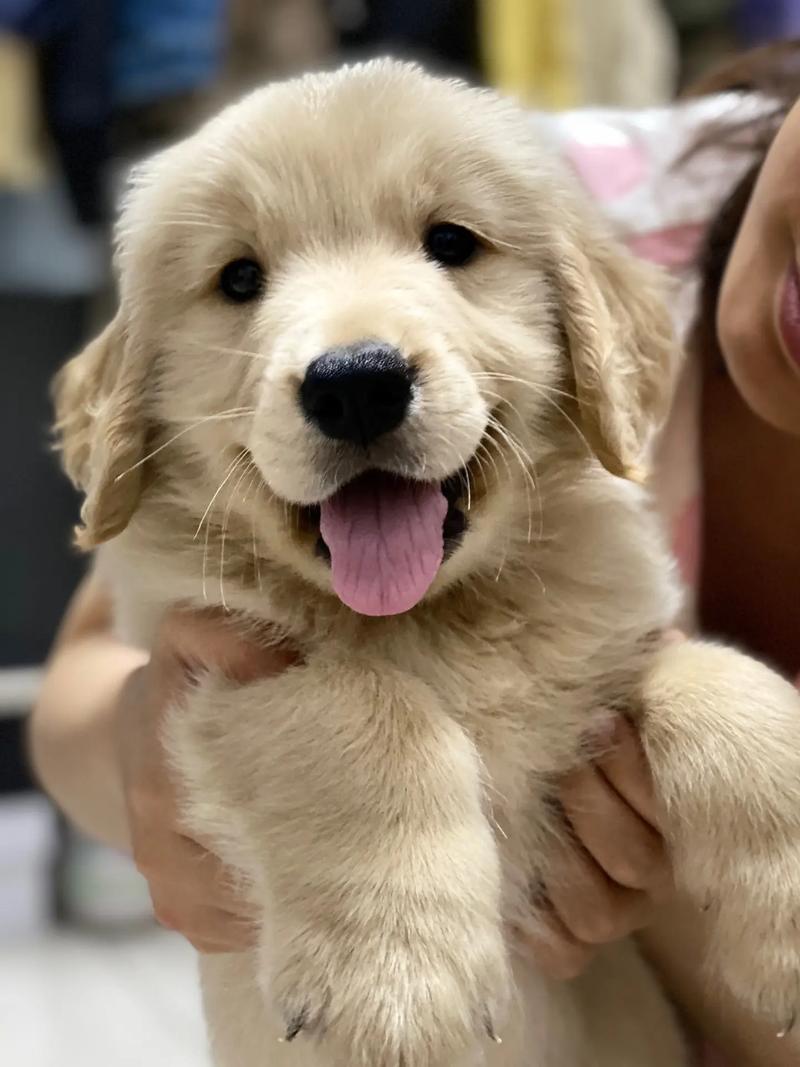 狗狗多大不长个子,狗狗几岁不长个?-第5张图片-后鲨宠物 狗狗多大不长个子,狗狗几岁不长个?-第5张图片-后鲨宠物