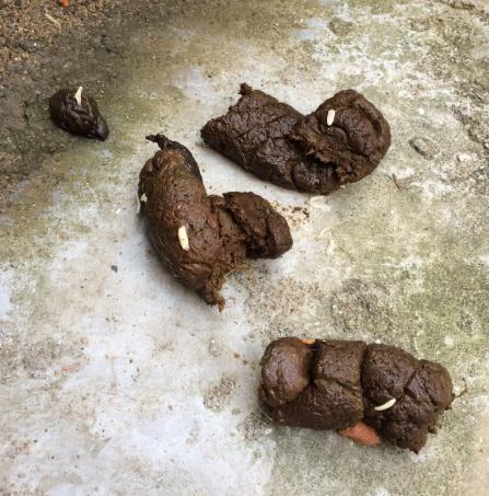 狗狗拉虫子是怎么回事_狗狗拉出虫子怎么办-第4张图片-后鲨宠物 狗狗拉虫子是怎么回事_狗狗拉出虫子怎么办-第4张图片-后鲨宠物