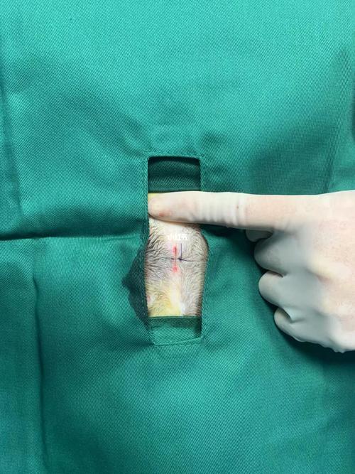 猫咪绝育了还会叫吗,猫咪绝育了还会叫吗为什么-第1张图片-后鲨宠物 猫咪绝育了还会叫吗,猫咪绝育了还会叫吗为什么-第1张图片-后鲨宠物