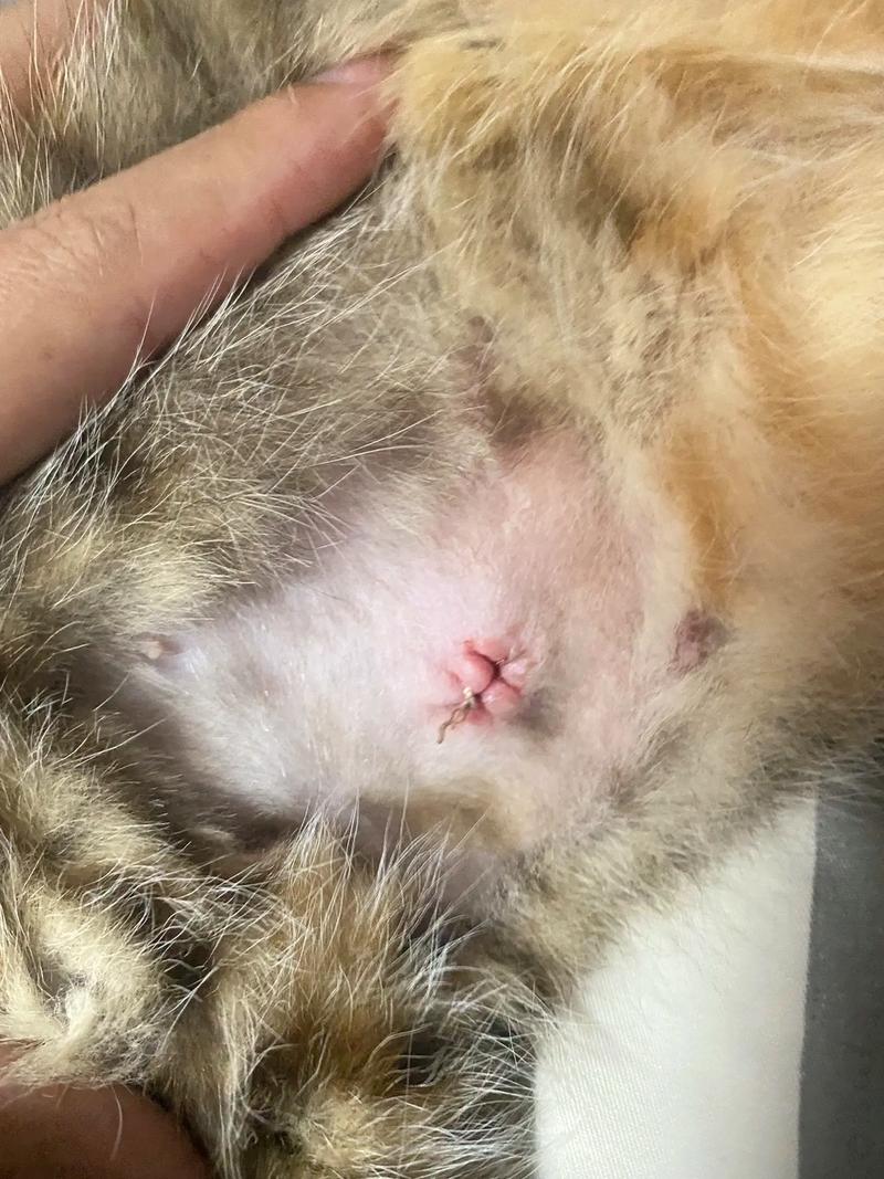 猫咪绝育了还会叫吗,猫咪绝育了还会叫吗为什么-第2张图片-后鲨宠物 猫咪绝育了还会叫吗,猫咪绝育了还会叫吗为什么-第2张图片-后鲨宠物