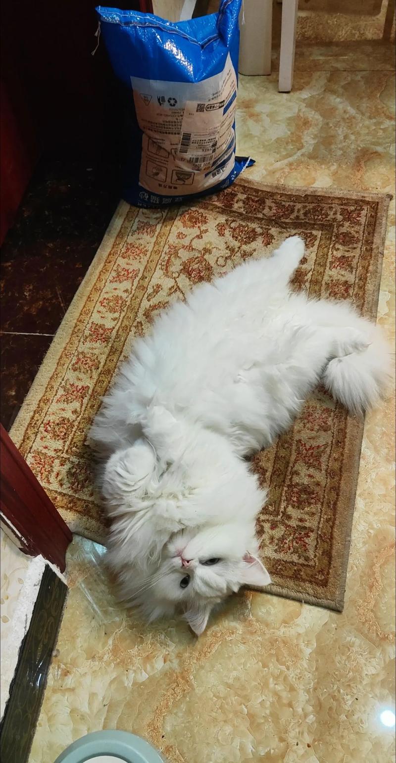 猫咪绝育了还会叫吗,猫咪绝育了还会叫吗为什么-第3张图片-后鲨宠物 猫咪绝育了还会叫吗,猫咪绝育了还会叫吗为什么-第3张图片-后鲨宠物