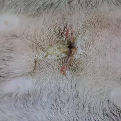 猫咪绝育了还会叫吗,猫咪绝育了还会叫吗为什么-第4张图片-后鲨宠物 猫咪绝育了还会叫吗,猫咪绝育了还会叫吗为什么-第4张图片-后鲨宠物