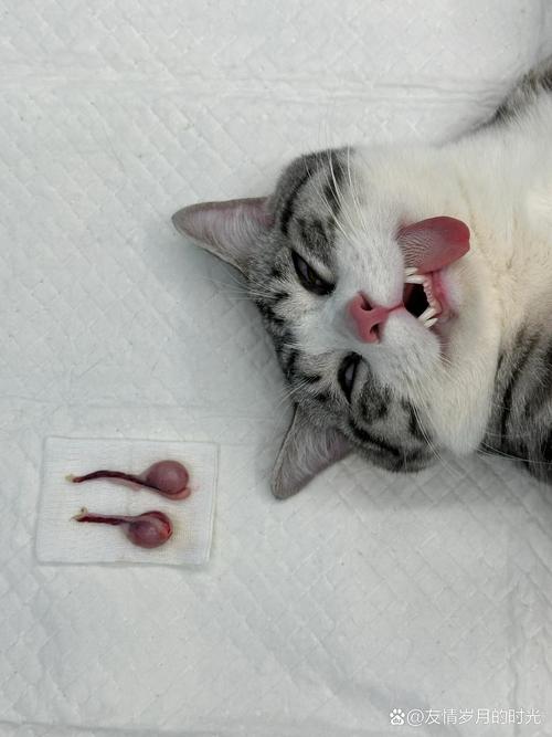 猫咪绝育了还会叫吗,猫咪绝育了还会叫吗为什么-第5张图片-后鲨宠物 猫咪绝育了还会叫吗,猫咪绝育了还会叫吗为什么-第5张图片-后鲨宠物