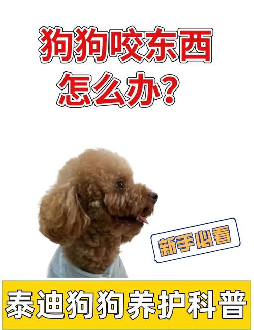 怎么训练狗狗不乱咬东西,怎么训练狗狗不乱咬东西视频-第4张图片-后鲨宠物 怎么训练狗狗不乱咬东西,怎么训练狗狗不乱咬东西视频-第4张图片-后鲨宠物