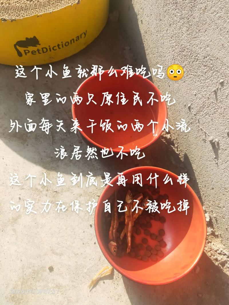 猫猫可以吃饭吗,猫能不能吃饭-第4张图片-后鲨宠物 猫猫可以吃饭吗,猫能不能吃饭-第4张图片-后鲨宠物