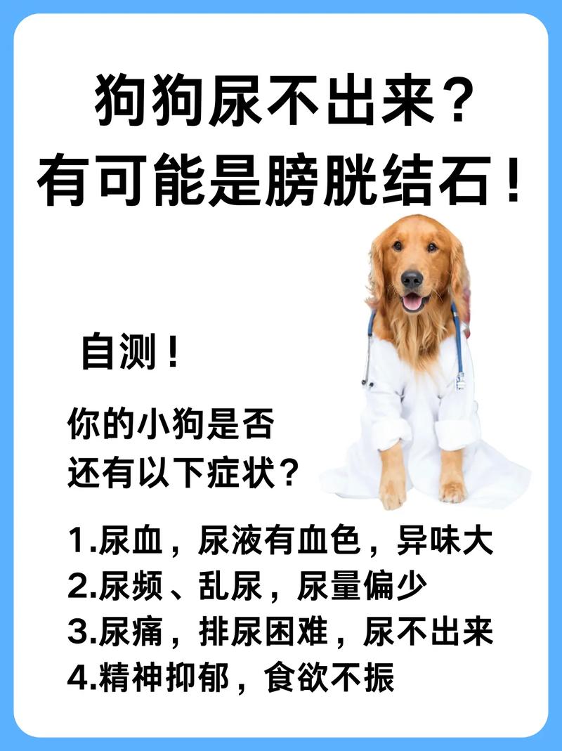 狗狗憋尿会憋出病吗,狗狗憋尿会怎样-第4张图片-后鲨宠物 狗狗憋尿会憋出病吗,狗狗憋尿会怎样-第4张图片-后鲨宠物