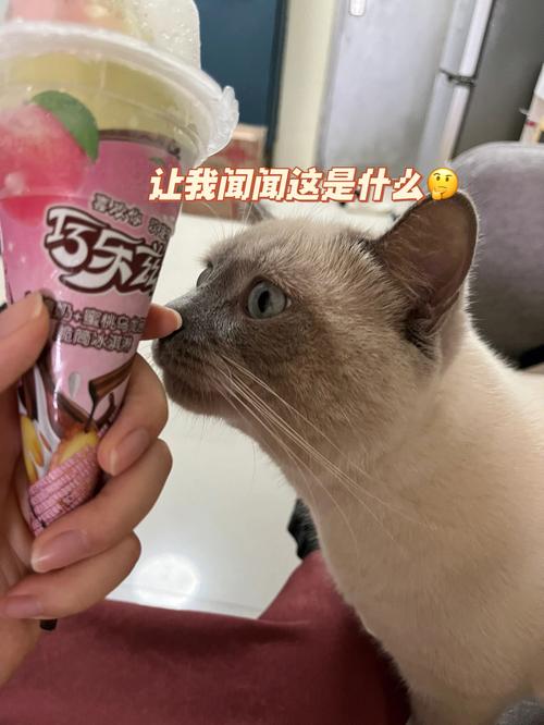 猫咪能吃雪糕吗,猫咪可以吃雪糕不-第1张图片-后鲨宠物 猫咪能吃雪糕吗,猫咪可以吃雪糕不-第1张图片-后鲨宠物