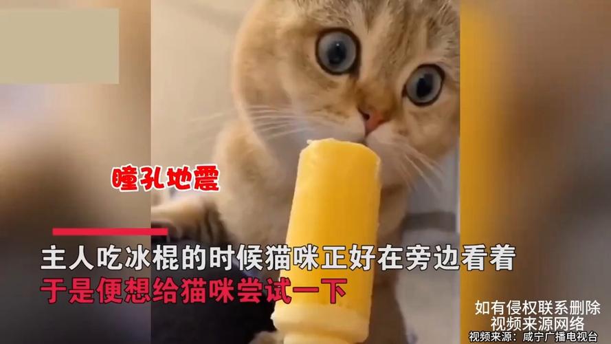 猫咪能吃雪糕吗,猫咪可以吃雪糕不-第4张图片-后鲨宠物 猫咪能吃雪糕吗,猫咪可以吃雪糕不-第4张图片-后鲨宠物