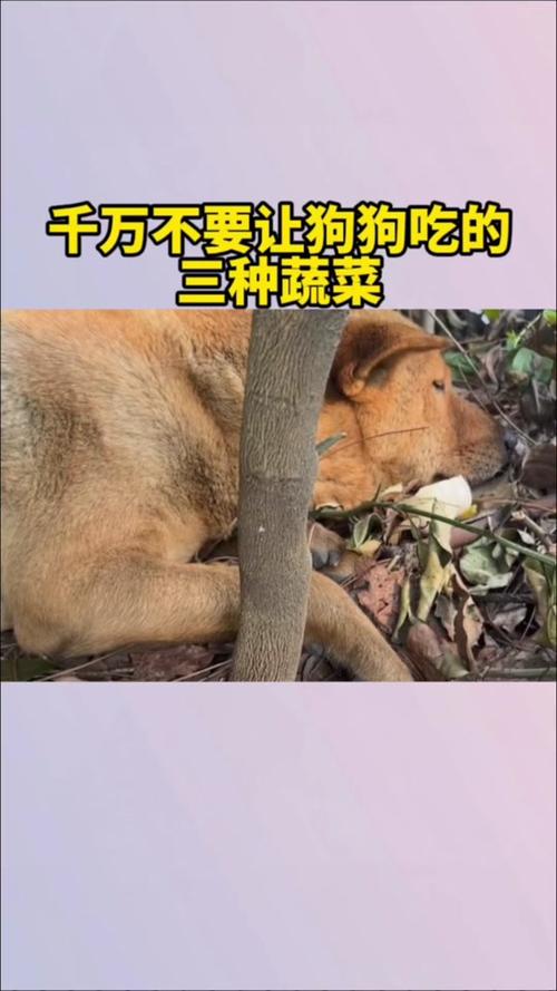 狗狗吃韭菜会致命吗_狗狗吃韭菜会致命吗为什么-第3张图片-后鲨宠物 狗狗吃韭菜会致命吗_狗狗吃韭菜会致命吗为什么-第3张图片-后鲨宠物