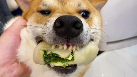 狗狗吃韭菜会致命吗_狗狗吃韭菜会致命吗为什么-第4张图片-后鲨宠物 狗狗吃韭菜会致命吗_狗狗吃韭菜会致命吗为什么-第4张图片-后鲨宠物