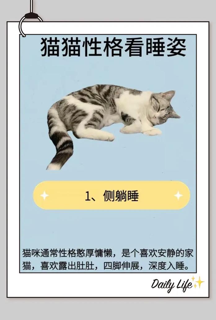 如何让猫咪快速睡觉,怎样让猫快速睡觉??-第5张图片-后鲨宠物 如何让猫咪快速睡觉,怎样让猫快速睡觉??-第5张图片-后鲨宠物